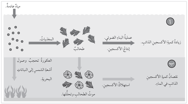 ظاهرة الإثراء الغذائي في إحدى البحيرات